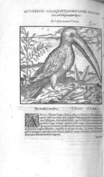 Fig. 329. Oiseau nommé toucan - Les Oeuvres d’Ambroise Paré, conseiller et premier chirurgien du roy [...]