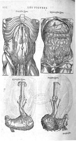 Fig. 13 et 14. Ventre inférieur / Fig. 15 et 16. Ventricule antérieur - Les Oeuvres d’Ambroise Paré, [...]