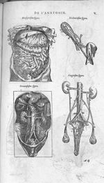 Fig. 17 et 19. Ventre inférieur / Fig. 18. Follicule du Fiel / Fig. 20. Vaisseaux tant spermatiques  [...]