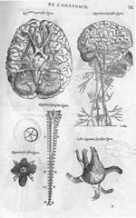 Fig. 44. Huit coniugations des nerfs du cerveau / Fig. 45. [Cerveau et nerfs] / Fig. 46. Rets admira [...]