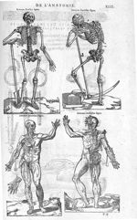 Fig. 66 et 67. Os / Fig. 68 et 69. Muscles - Les Oeuvres d’Ambroise Paré, conseiller et premier chir [...]