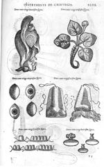 Fig. 222-223-224-225-226-227-228 - Les Oeuvres d’Ambroise Paré, conseiller et premier chirurgien du  [...]