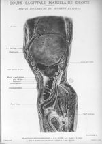 Planche 5. Coupe sagittale mamillaire droite. Moitié inférieure du segement externe - Atlas d'anatom [...]