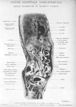 Planche 11. Coupe sagittale para-sternale. Moitié inférieure du segment interne - Atlas d'anatomie t [...]