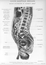 Planche 15. Coupe sagittale médiane. Moitié inférieure du segment droit - Atlas d'anatomie topograph [...]