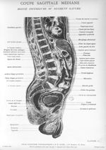 Planche 16. Coupe sagittale médiane. Moitié inférieure du segment gauche - Atlas d'anatomie topograp [...]