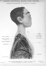 Planche 2. Coupe sagittale mamillaire droite. Moitié supérieure du segment interne - Atlas d'anatomi [...]
