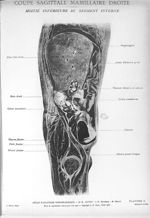 Planche 3. Coupe sagittale mamillaire droite. Moitié inférieure du segment interne - Atlas d'anatomi [...]