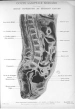 Planche 12. Coupe sagittale médiane. Moitié inférieure du segment gauche - Atlas d'anatomie topograp [...]
