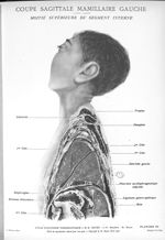 Planche 20. Coupe sagittale mamillaire gauche. Moitié supérieure du segment interne - Atlas d'anatom [...]