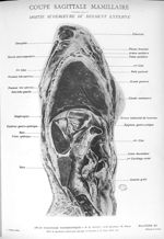 Planche 23. Coupe sagittale mamillaire. Moitié supérieure du segment externe - Atlas d'anatomie topo [...]