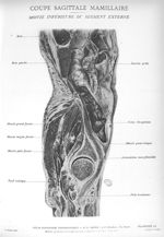 Planche 24. Coupe sagittale mamillaire. Moitié inférieure du segment externe - Atlas d'anatomie topo [...]
