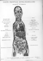 Planche 17. Coupe frontale extra-mamillaire. Segment antérieur - Atlas d'anatomie topographique. Vol [...]