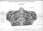 Planche 82. Coupe de tronçonnage sous-symphysaire. Segment inférieur hors-série - Atlas d'anatomie t [...]