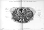 Planche 4. Coupe de tronçonnage passant par la 9eme vertèbre dorsale - Atlas d'anatomie topographiqu [...]