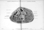 Planche 7. Coupe de tronçonnage passant par la 2eme vertèbre lombaire - Atlas d'anatomie topographiq [...]