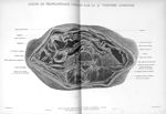 Planche 8. Coupe de tronçonnage passant par la 4eme vertèbre lombaire - Atlas d'anatomie topographiq [...]