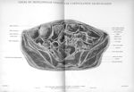 Planche 9. Coupe de tronçonnage passant par l'articulation sacro-iliaque - Atlas d'anatomie topograp [...]