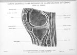 Planche 16. Coupe sagittale para-médiane de l'articulation du genou chez la femme - Atlas d'anatomie [...]