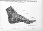 Planche 20. Coupe sagittale passant par le tibia et le gros orteil chez l'homme - Atlas d'anatomie t [...]