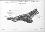 Planche 21. Coupe sagittale passant par le tibia et le gros orteil chez la femme - Atlas d'anatomie  [...]