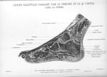 Planche 22. Coupe sagittale passant par le péroné et le 4me orteil chez la femme - Atlas d'anatomie  [...]