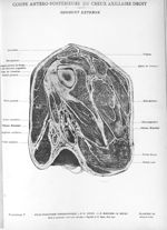 Planche 23. Coupe antéro-postérieure du creux axillaire droit. Segment externe - Atlas d'anatomie to [...]
