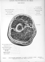 Planche 25. Coupe transversale du bras. Tiers moyen - Atlas d'anatomie topographique. Vol. 3 [fascic [...]