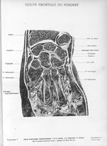 Planche 34. Coupe frontale du poignet - Atlas d'anatomie topographique. Vol. 3 [fascicules 6 et 7]