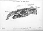 Planche 36. Coupe sagittale de l'index gauche - Atlas d'anatomie topographique. Vol. 3 [fascicules 6 [...]