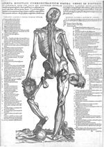 Quarta musculos commonstrantium figura, omnes in posteriori corporis sede sub illis qui secundae fig [...]