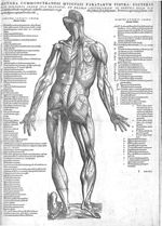 Secunda commonstrandis musculis paratarum figura, posteriorem corporis sedem ita proponit, ut prima  [...]