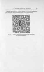 Fig. 10. Trajet lymphatiques intertubulaires du rein dessinés par les micro-organismes - Exposé des  [...]