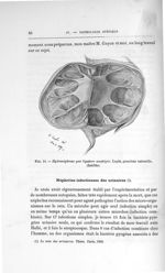 Fig. 18. Hydronéphrose par ligature aseptique. Lapin, grandeur naturelle. (Inédite) - Exposé des tra [...]