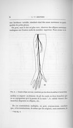 Fig. 4. Grande ellipse nerveuse constituée par des fibres du médian à l'avant-bras - Concours pour l [...]