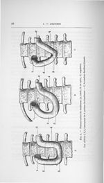 Fig. 5. Formes variées du duodénum (A, coudé ; B, en spire ; C, angulaire) - Concours pour l'agrégat [...]