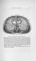 Fig. 10. Coupe du thorax au niveau du mamelon - Concours pour l'agrégation, section de chirurgie et  [...]