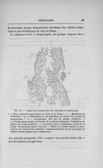Fig. 20. Coupe d'une frange dans une salpingite à streptocoques - Concours pour l'agrégation, sectio [...]