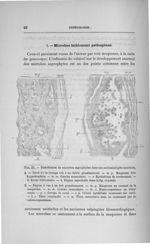 Fig. 21. Distribution de microbes saprophytes dans une endosalpingite ancienne - Concours pour l'agr [...]