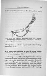 Schéma sur une coupe transversale passant par le testicule (8) - Concours d'agrégation de chirurgie  [...]
