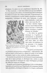 Fig. 30. Portion d'une coupe de la région peptique - Notice sur les titres et travaux scientifiques