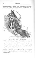 Fig. 5. Nerfs du releveur et nerfs sphinctériens - Concours pour l'agrégation, section de chirurgie  [...]