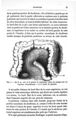 Fig. 7. En D on voit la 3e portion du duodénum avant son passage sous les vaisseaux mésentériques -  [...]