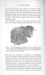 Fig. 24. Sur cette préparation de M. Toupet, on voit des culs-de-sac glandulaires - Concours pour l' [...]