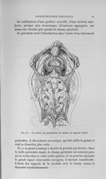 Fig. 16. La même, vue postérieure. Le rectum est supposé récliné - Titres et travaux