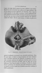 Fig. 31. Périnéotomie : section du muscle recto-urétral - Titres et travaux