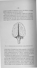 Fig. 6. Destruction totale du cervelet chez le chien présenté plus haut - Titres et travaux scientif [...]