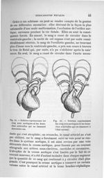 Fig. 24. Schéma représentant les cinq arcs aortiques et les branches artérielles qui en émanent dans [...]