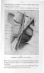 Fig. 1. Topographie des organes au détroit supérieur - Titres et travaux scientifiques