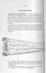 Fig. 7. Scyllium catulus, femelle - Concours pour l'agrégation, 1904, section d'anatomie et de physi [...]